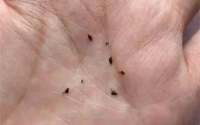 猫驱虫后跳蚤去哪儿了