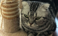 什么猫猫性格好