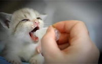 2个月的小猫怎么喂养？