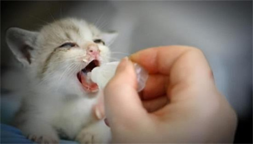 2个月的小猫怎么喂养？