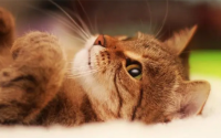 6个月猫妈妈还不给断奶