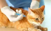 猫什么时候打疫苗