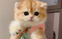 猫身上跳蚤怎么彻底去除