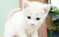 20天小猫怎么人工喂养