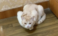 猫咪什么时候会母鸡蹲