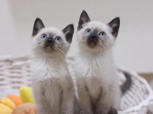 猫咪多大打疫苗?全面指南解析猫咪疫苗接种的最佳时机和重要性