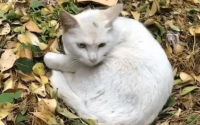 猫消瘦的原因有哪些