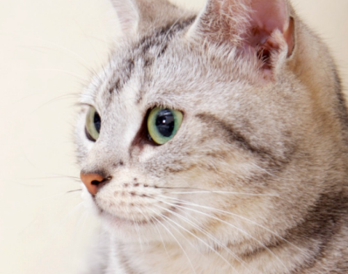 猫能吃花生仁或者瓜子仁吗？