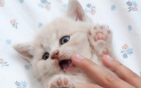 猫最怕什么
