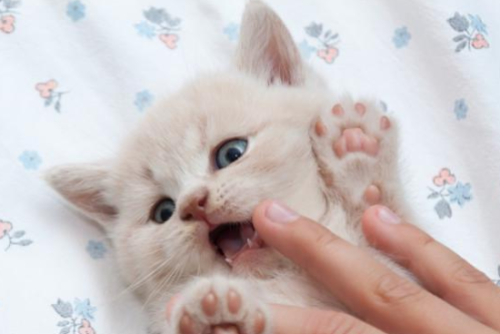 猫最怕什么