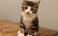 属鸡的人养猫运气如何