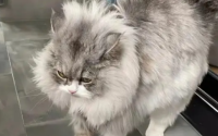 猫应激反应有哪些表现