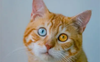 猫异瞳真的有灵性吗