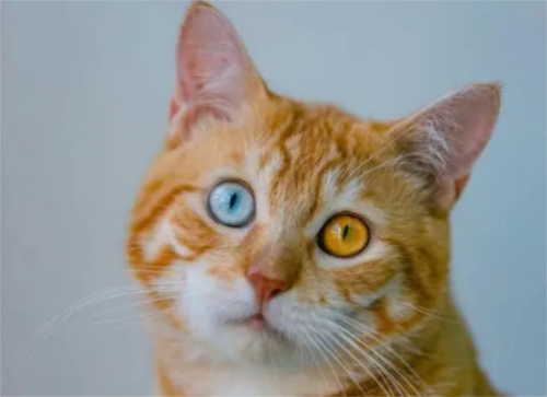 猫异瞳真的有灵性吗
