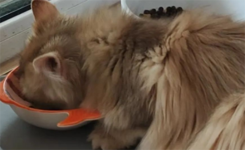 猫咪挑食怎么办?这几招帮你搞定!