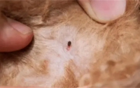 猫有寄生虫的症状