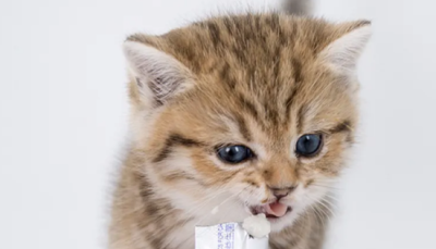 人吃的益生菌猫能吃吗