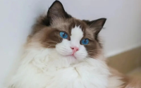 猫疫苗多少钱一针