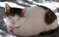 猫最怕的七种东西