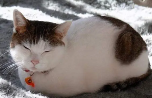 猫最怕的七种东西