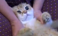 猫做b超多少钱一个