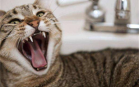 猫有狂犬病有什么表现