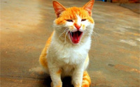 为什么小猫一直叫个不停