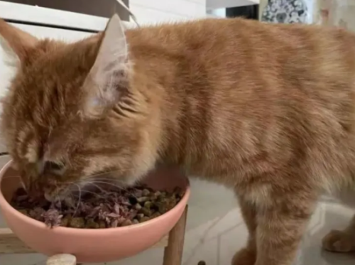 新猫幼猫到家后不吃不喝该怎么办?