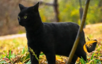 黑色猫进家有什么预兆
