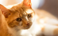 猫一直舔自己怎么回事
