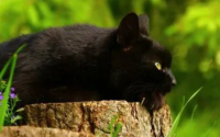 女生养黑猫有什么忌讳