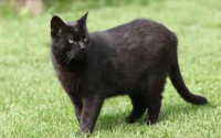 养黑猫是好还是不好