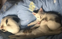 母猫会主动给小猫断奶吗