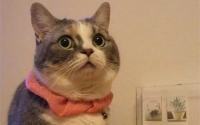 猫侏儒症的猫能活多久?