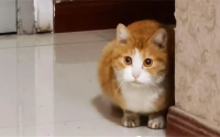 怕猫的女生是怎样的人