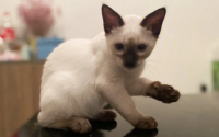 泰国品种的猫有哪些