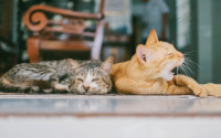 猫咪脱毛的几大原因,看看你家猫主子有没有中招