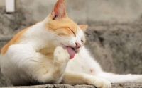 猫一边吃一边舔毛怎么回事