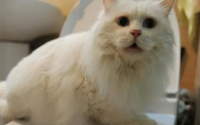 为什么一蹲坑猫就过来并且叫