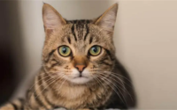 虎斑猫性格优点缺点