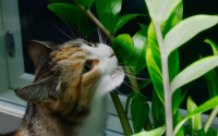 猫最怕什么植物和花草