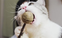木天蓼和猫薄荷的区别