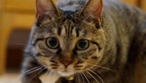最“招财旺家”的猫咪排名，你家猫主子排第几