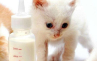 人奶能给猫喝吗