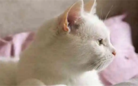 女人梦见猫往怀里钻是什么预兆