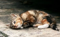 为什么养猫家里阴气重