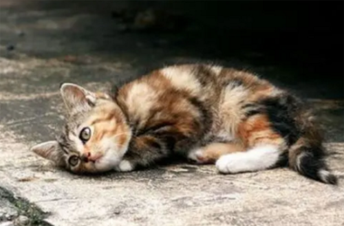 为什么养猫家里阴气重