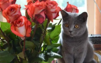 玫瑰花对猫有毒吗