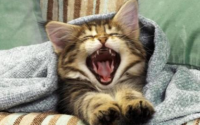 猫一天到晚叫个不停怎么回事
