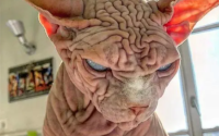 世界上最恐怖的猫